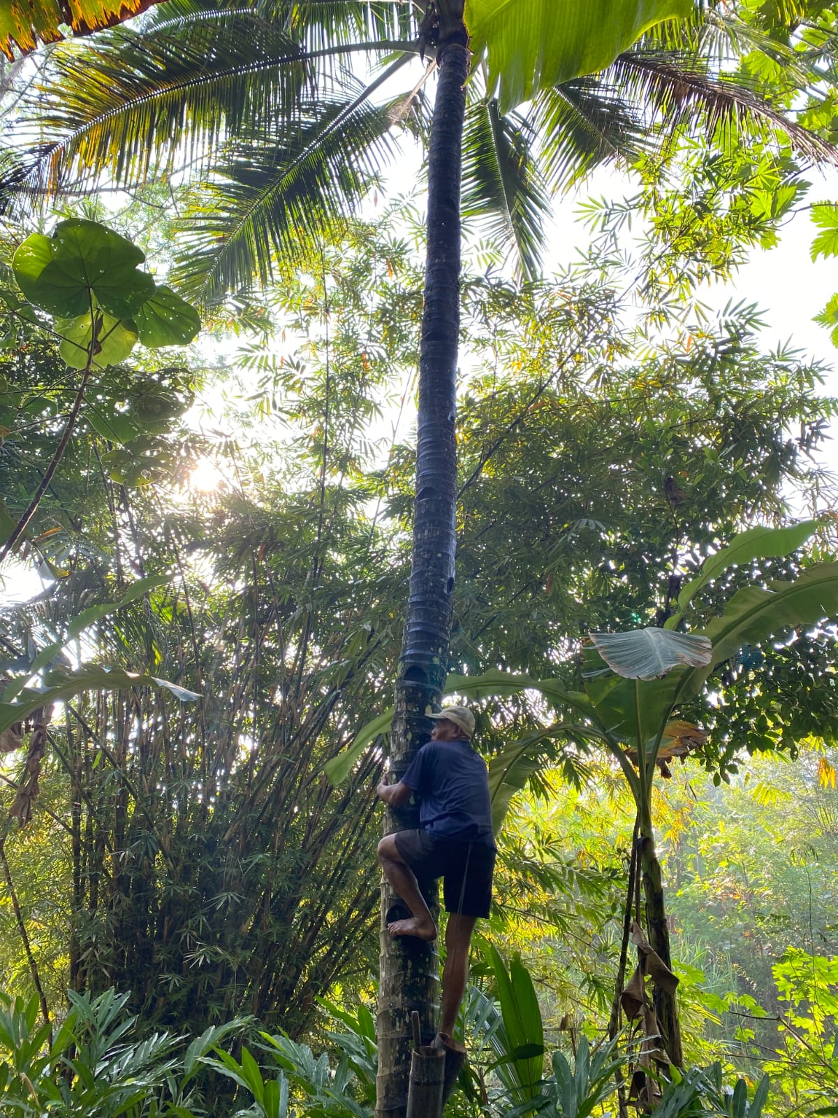 Local farmers harvesting coconut